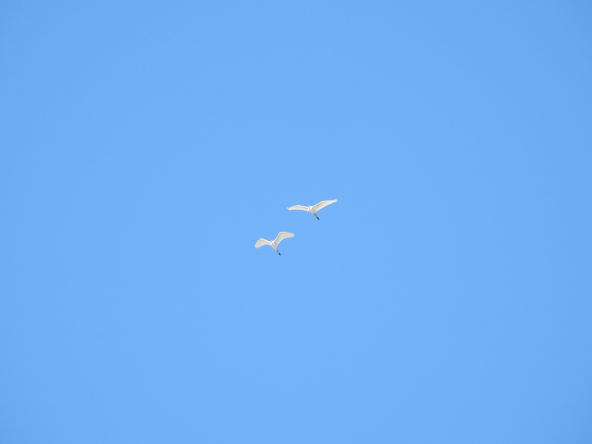 volavka bílá - ML644215395