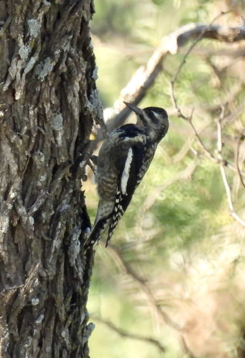 datel rudohrdlý - ML644215413