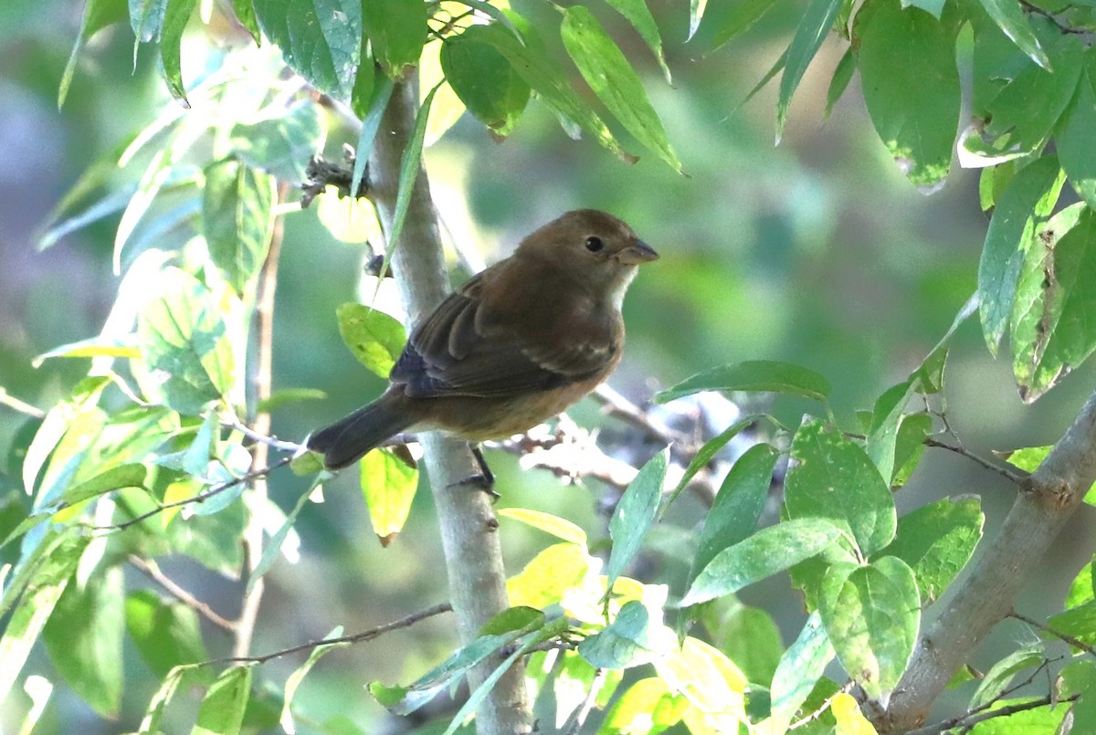 Passerin indigo - ML644215416