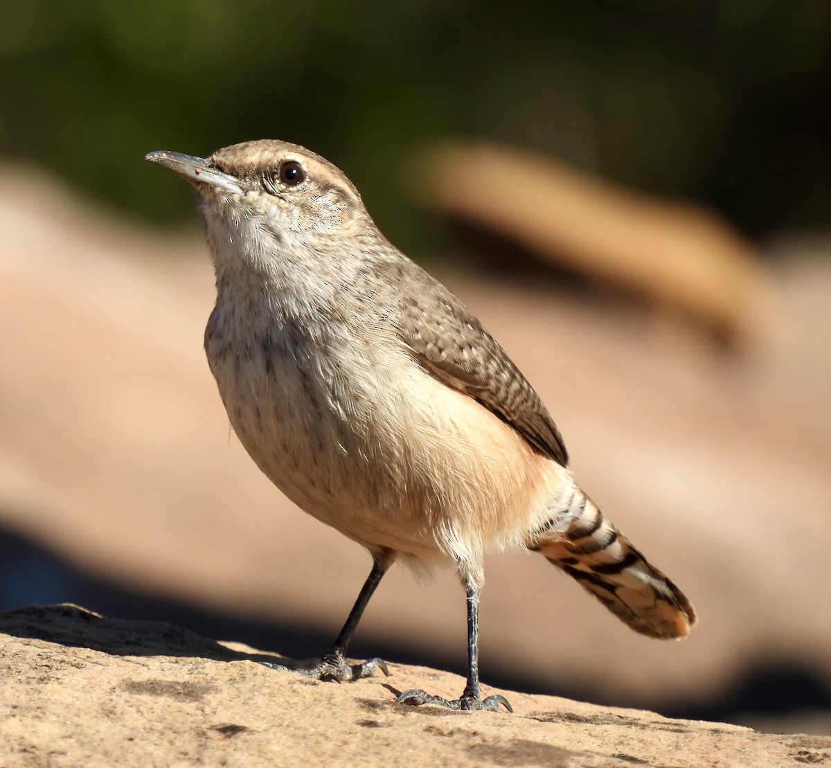 střízlík skalní - ML644215423