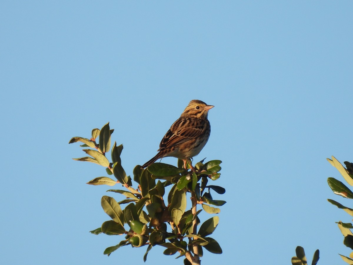 strnadec luční - ML644215450