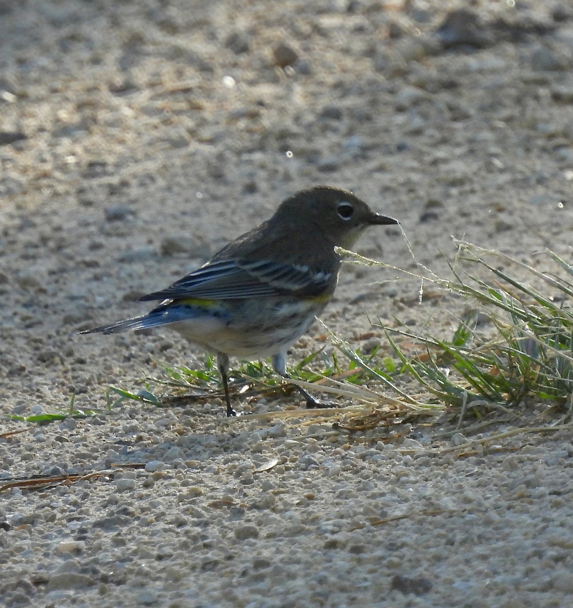 lesňáček žlutoskvrnný - ML644215464