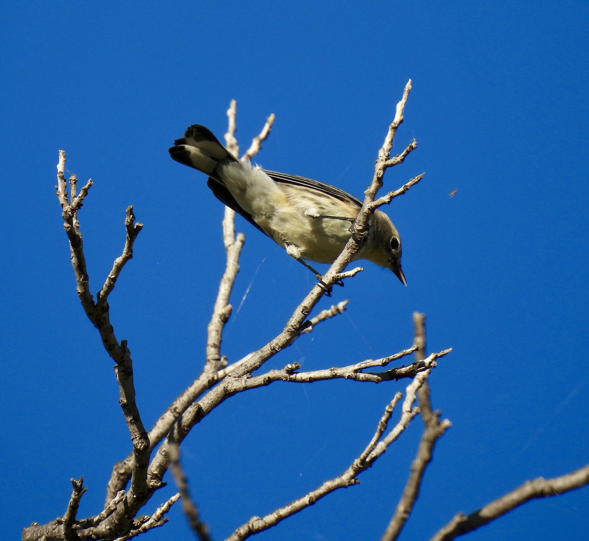 lesňáček žlutoskvrnný - ML644215465