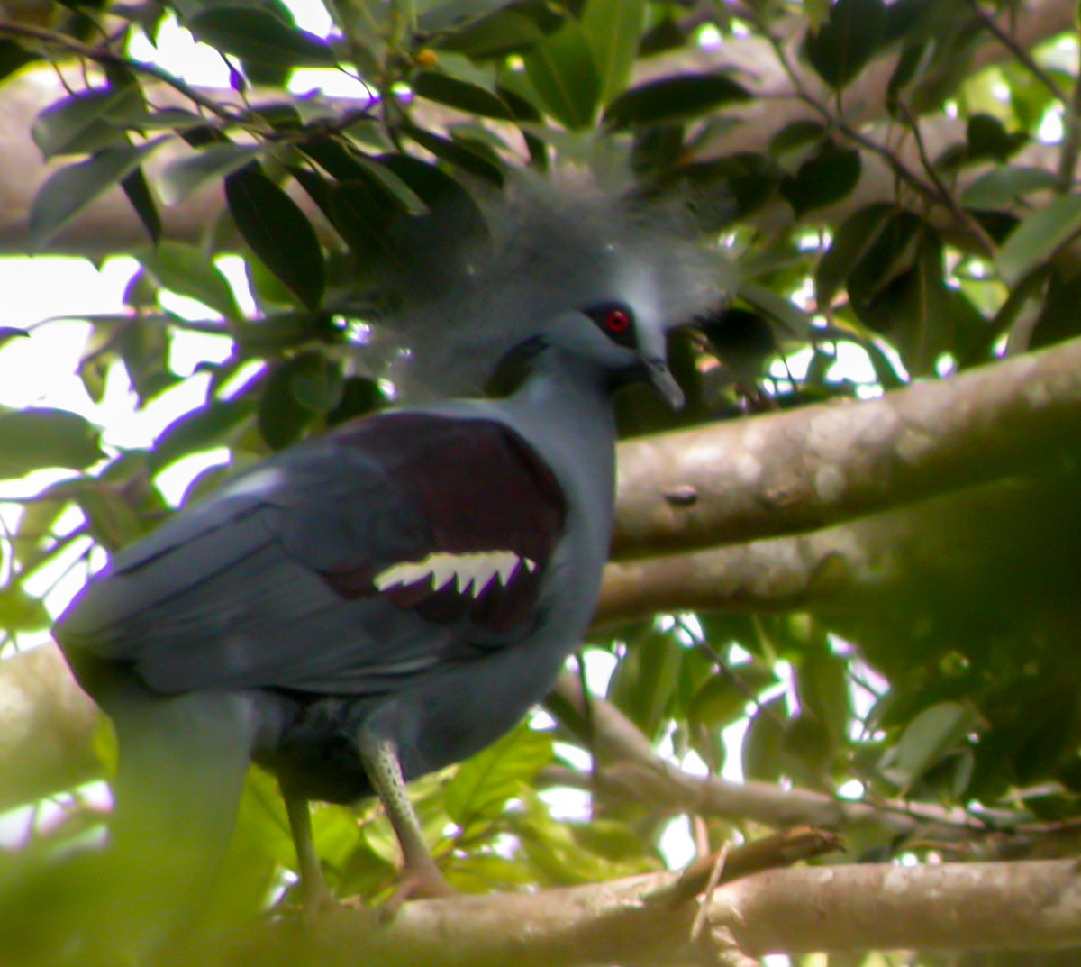 gråbrystkrondue - ML644215467