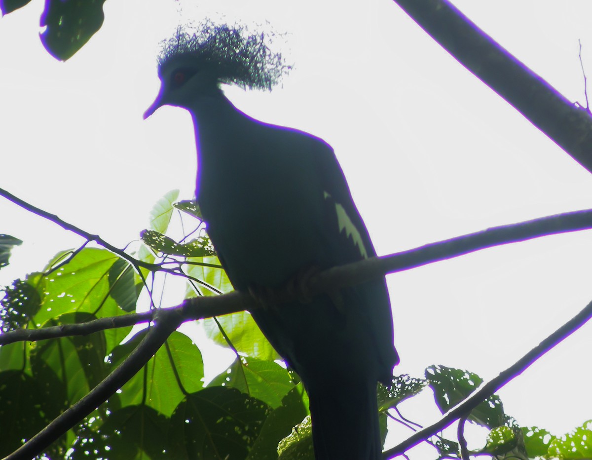 gråbrystkrondue - ML644215468