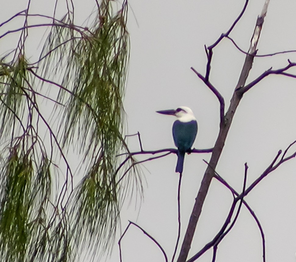 Альціон білоголовий - ML644215491