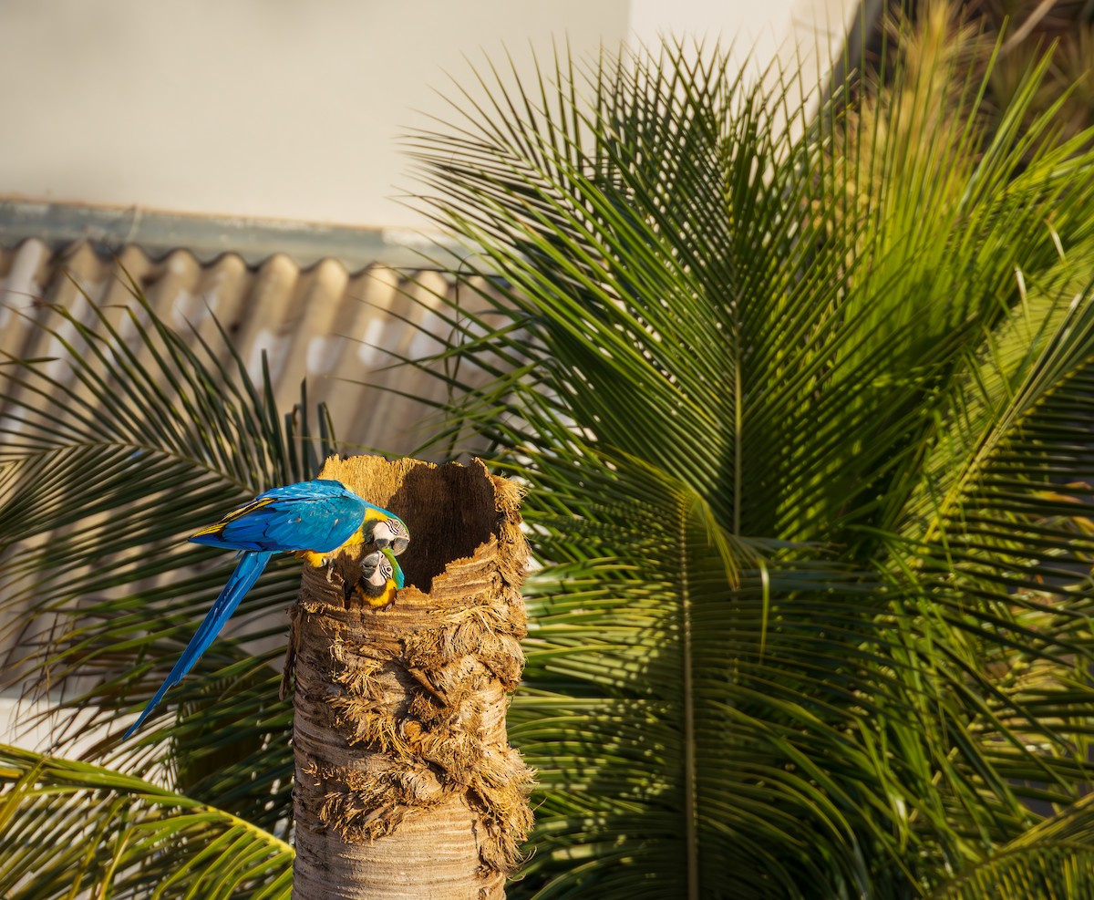 ルリコンゴウインコ - ML644215505