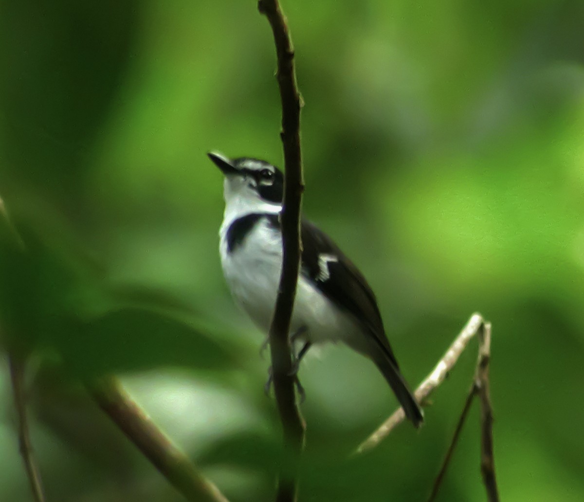 Black-sided Robin - ML644215511
