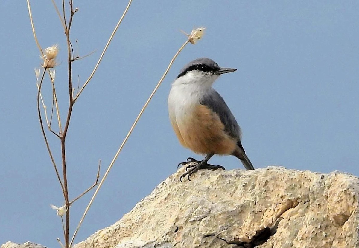 Sittelle de Neumayer - ML644215517