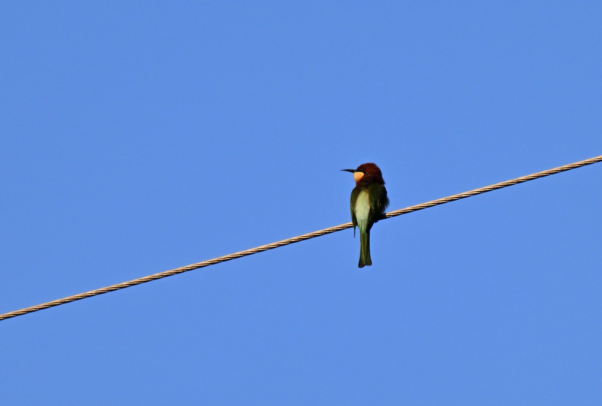 Chestnut-headed Bee-eater - ML644215522