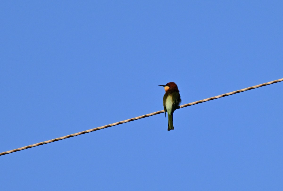 Chestnut-headed Bee-eater - ML644215523