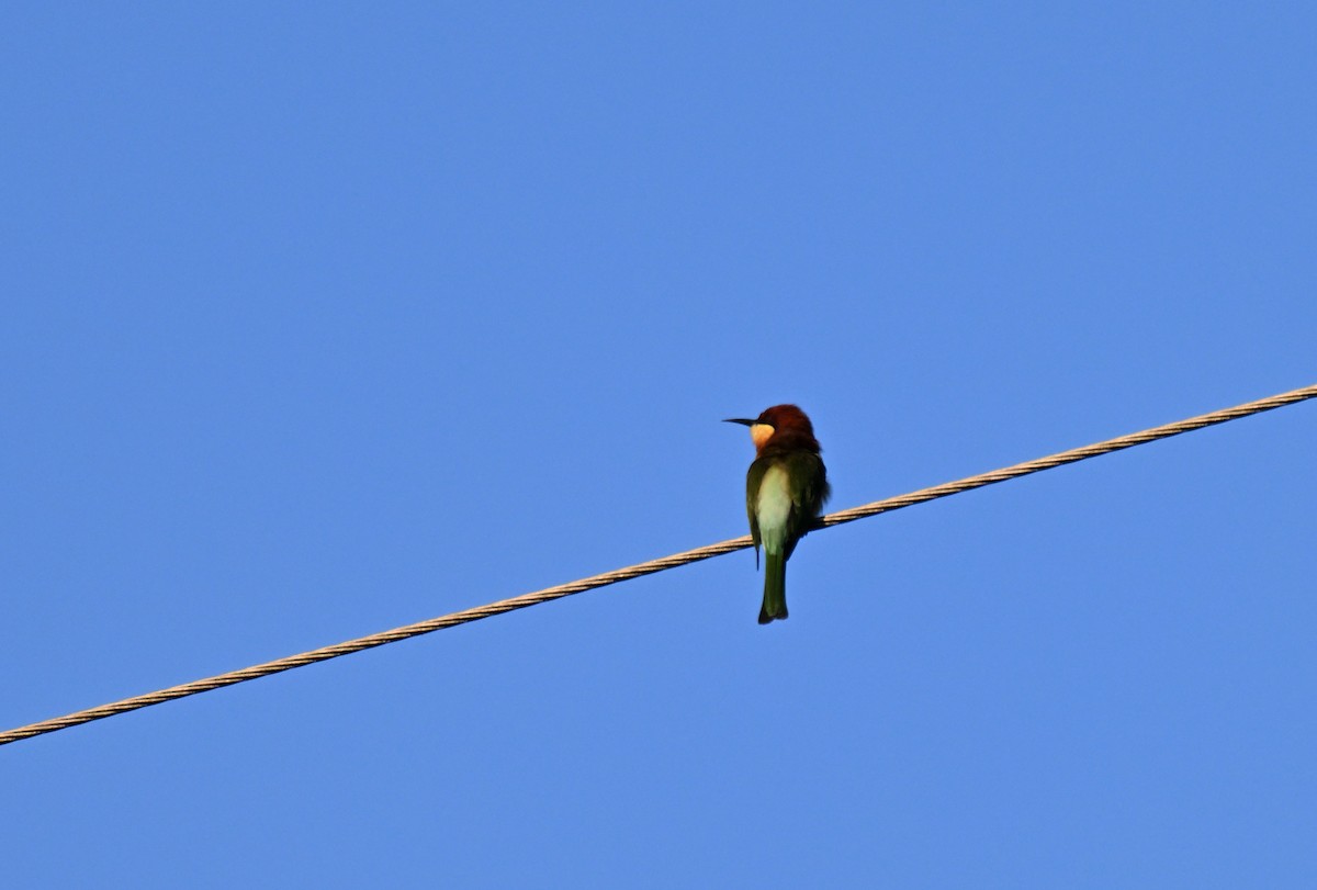 Chestnut-headed Bee-eater - ML644215524