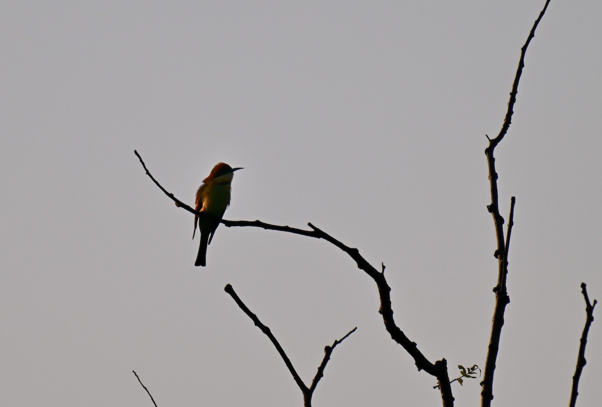 Chestnut-headed Bee-eater - ML644215525