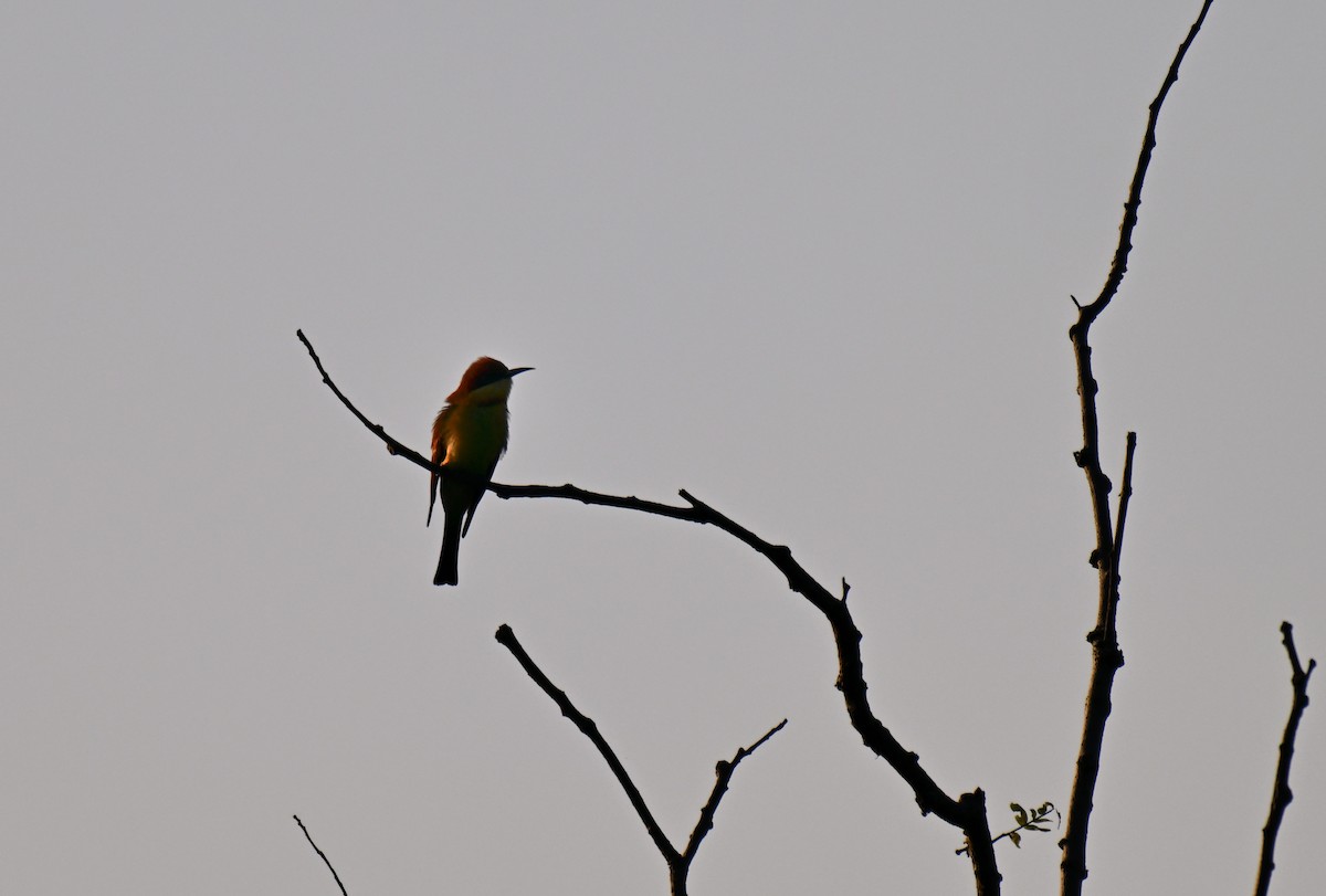 Chestnut-headed Bee-eater - ML644215526
