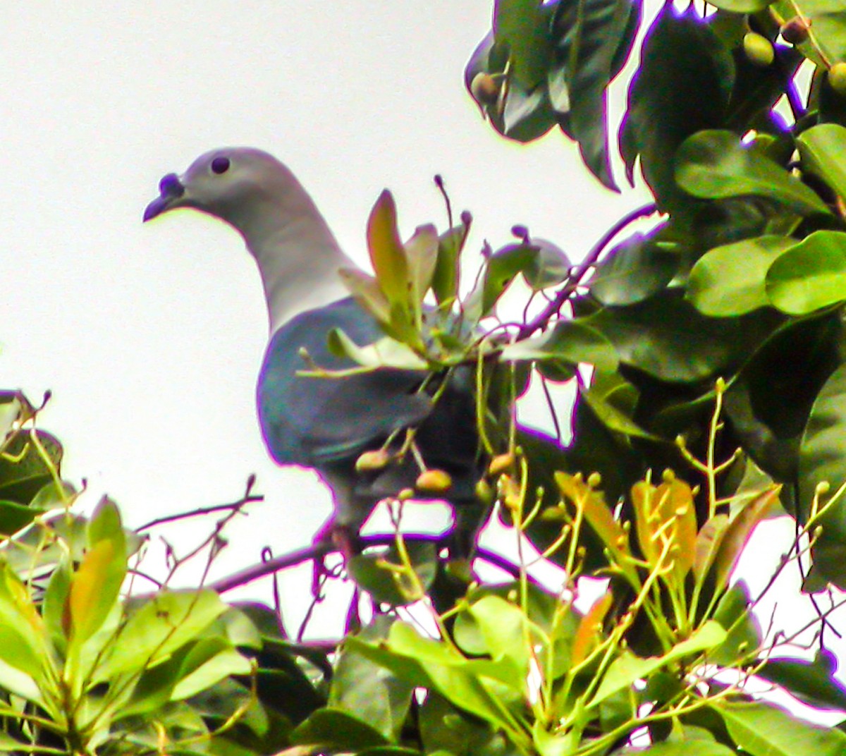 Spice Imperial-Pigeon - ML644215537