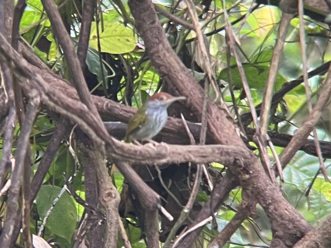 Green-backed Tailorbird - ML644215540
