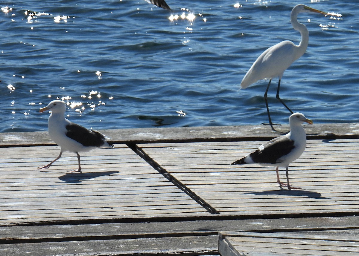 Western Gull - ML644215552