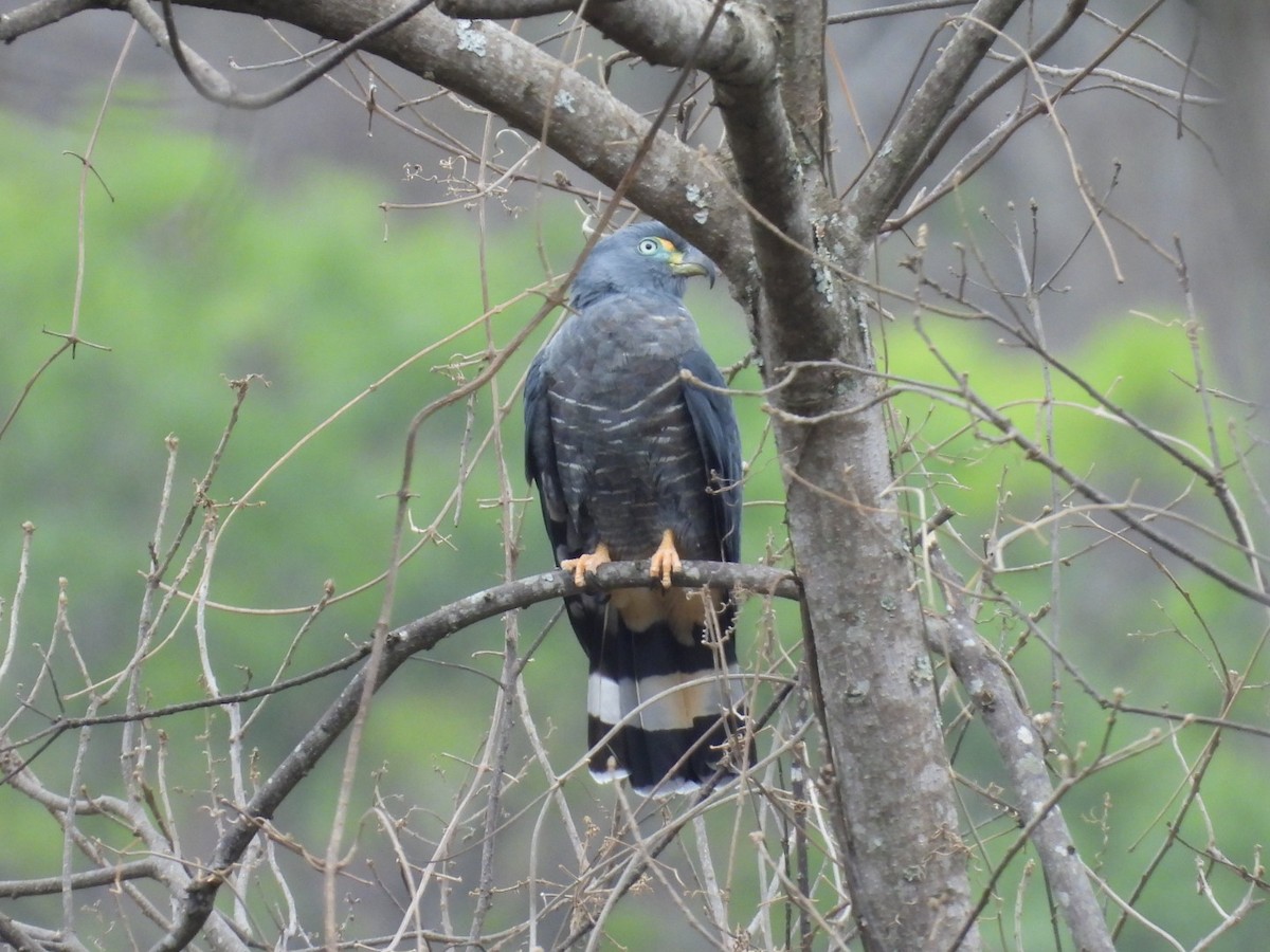 Hook-billed Kite - ML644215617