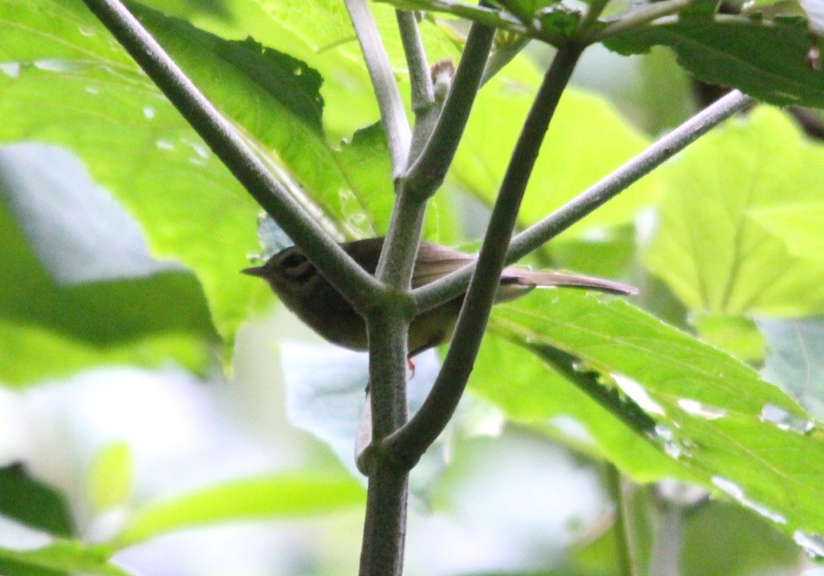 costaricaparula - ML644215618