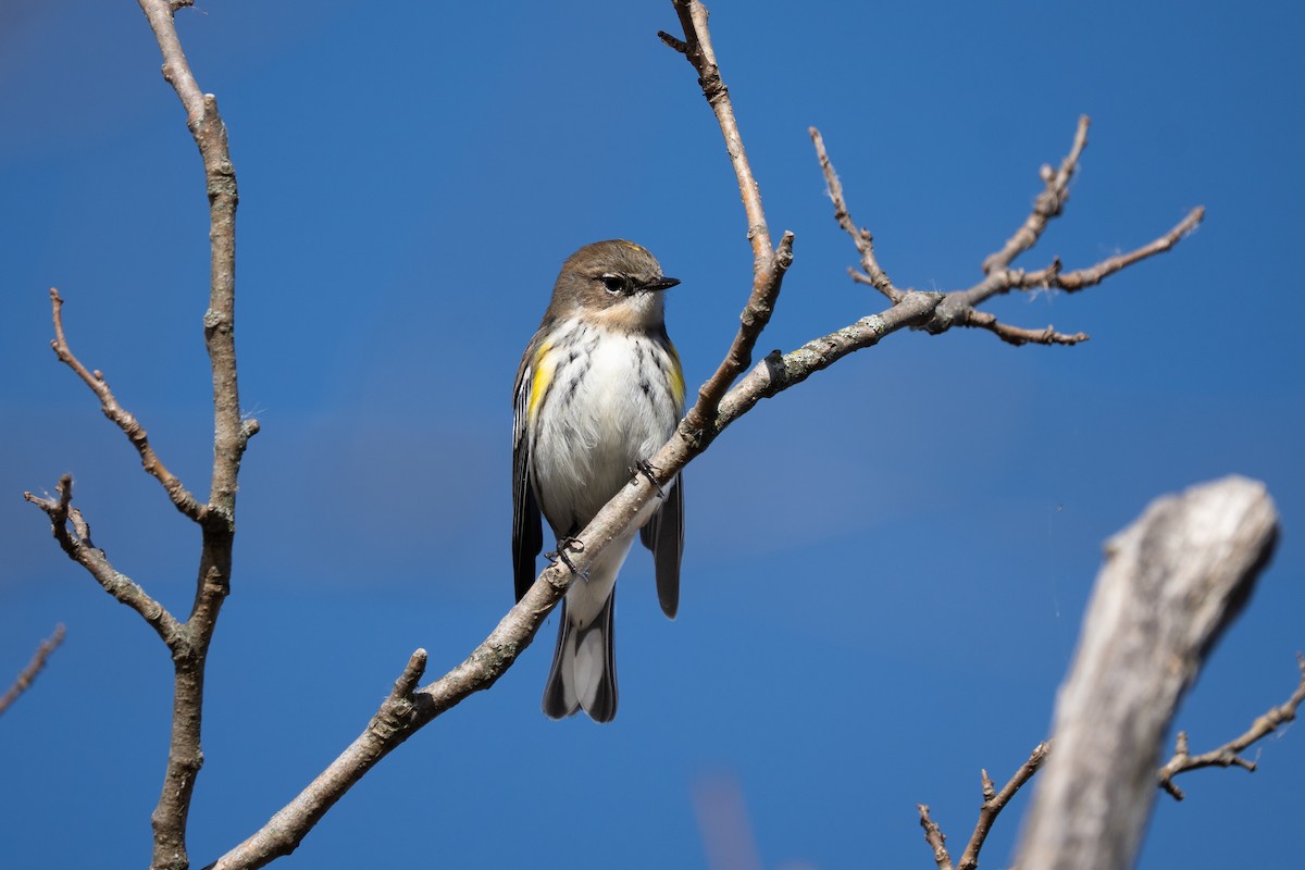 Yellow-rumped Warbler - ML644215619