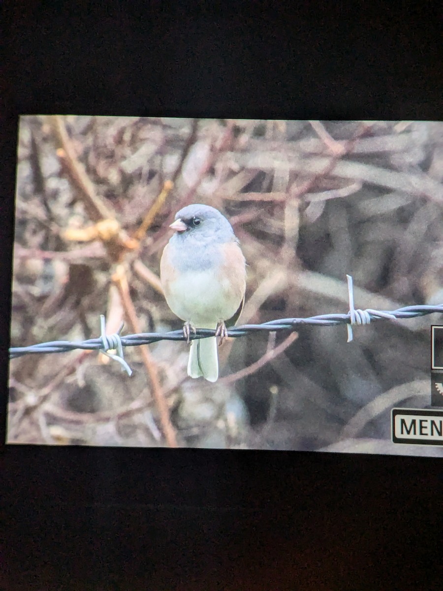 Dark-eyed Junco (Pink-sided) - ML644215631