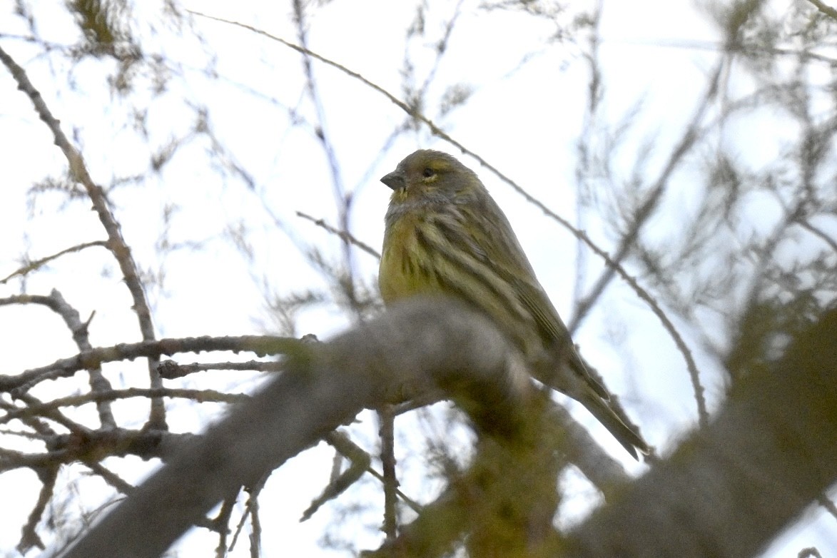 Verzellino - ML644215656