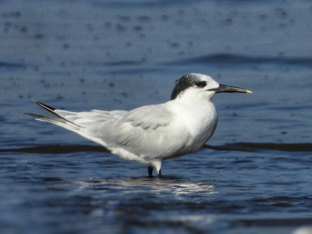 Sandwich Tern - ML644215657