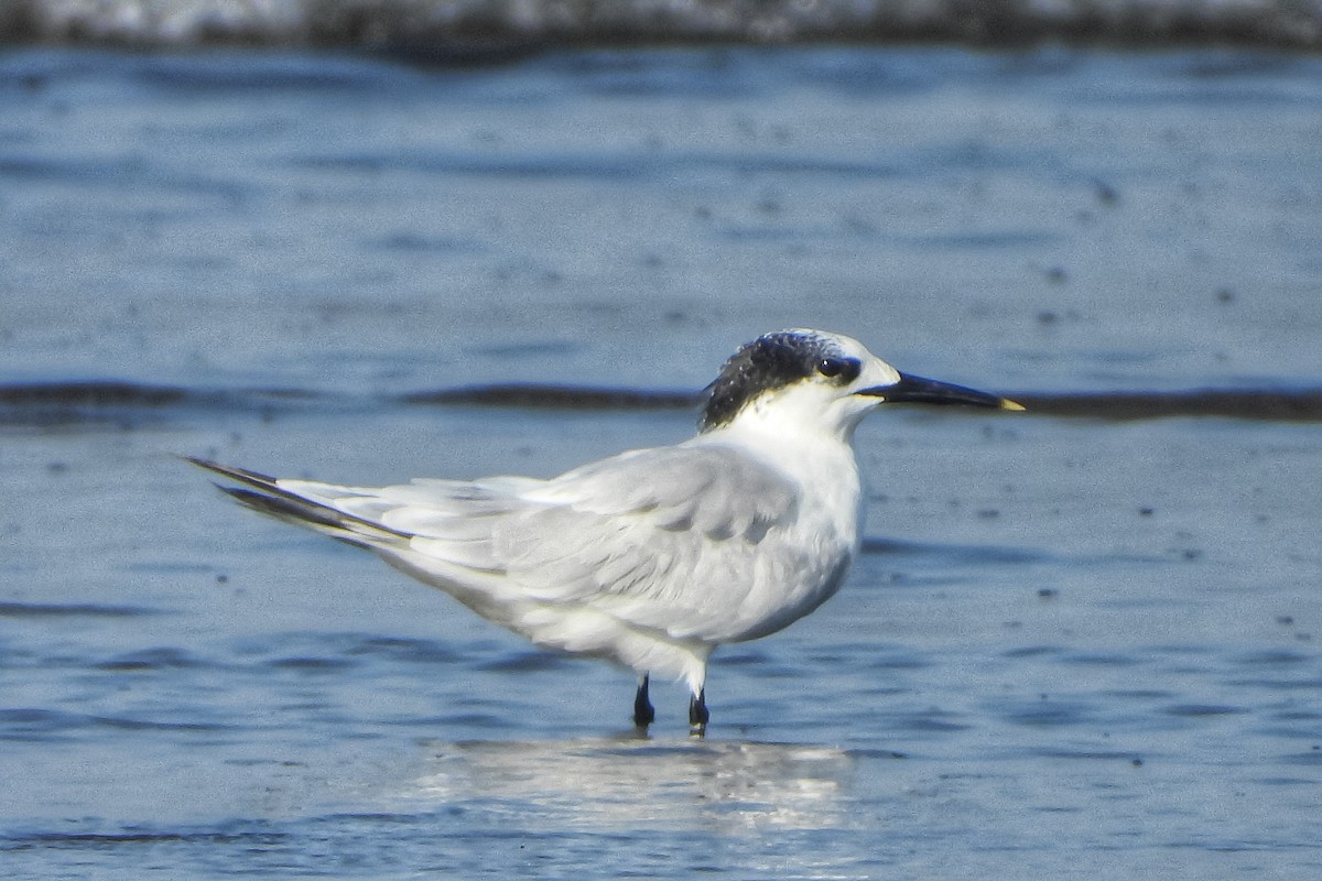 Sandwich Tern - ML644215658