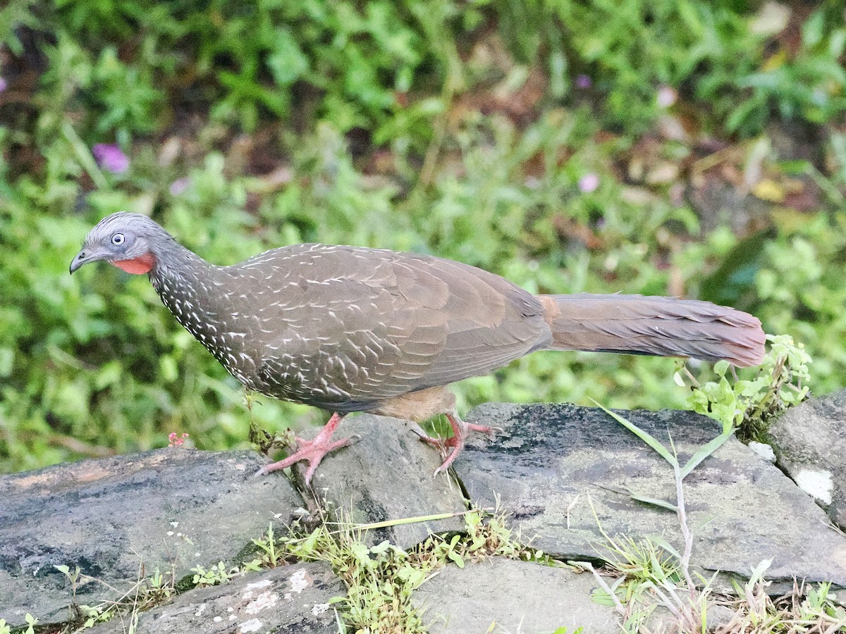 Pava Camata - ML644215664