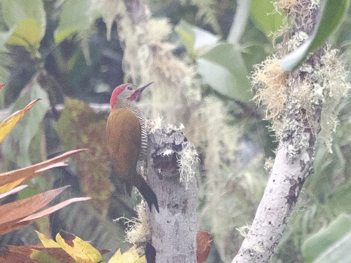 Golden-olive Woodpecker (Golden-olive) - ML644215672