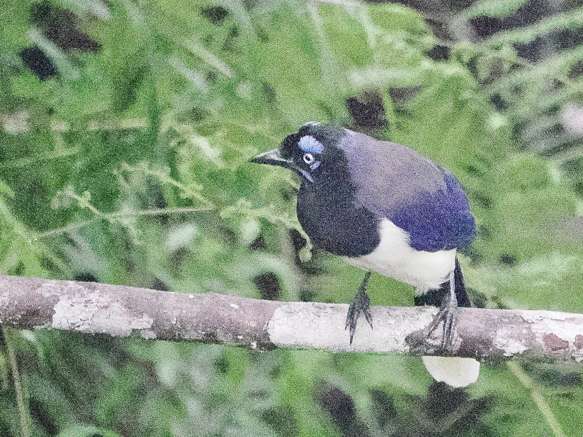 Black-chested Jay - ML644215674