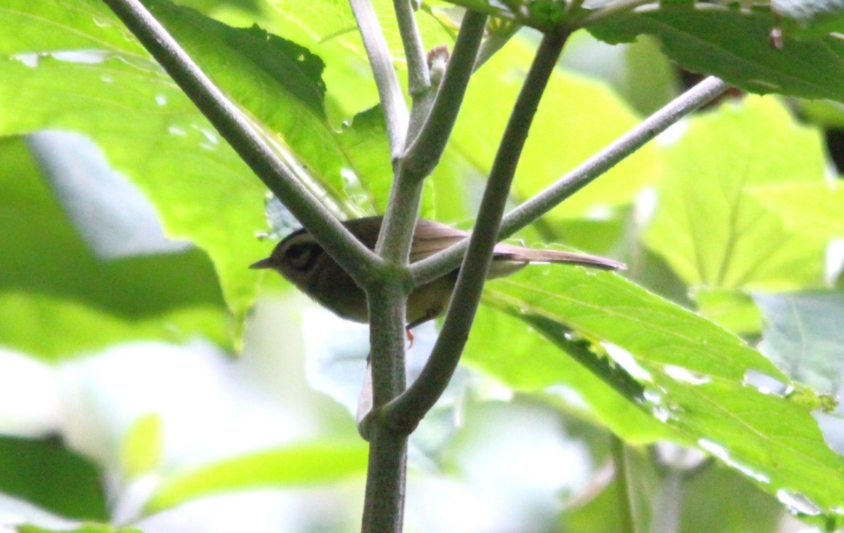 costaricaparula - ML644215689