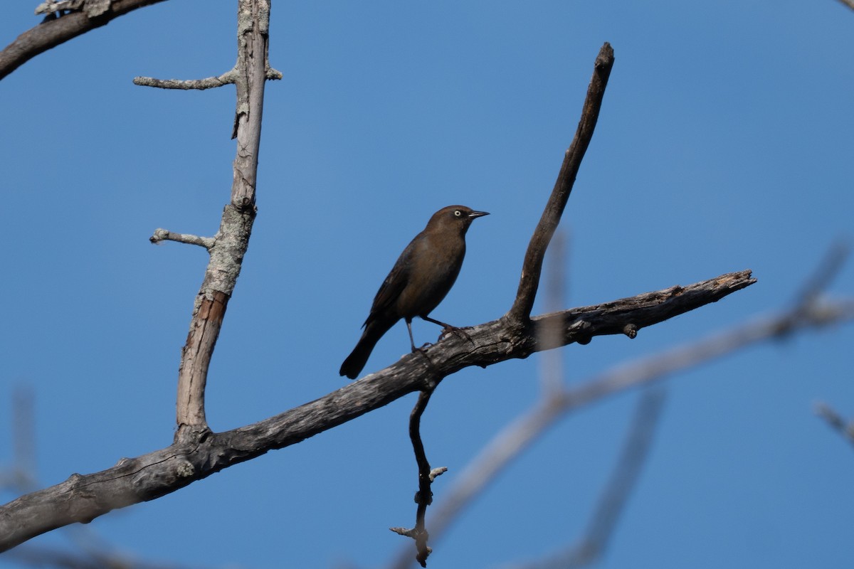 Rusty Blackbird - ML644215699