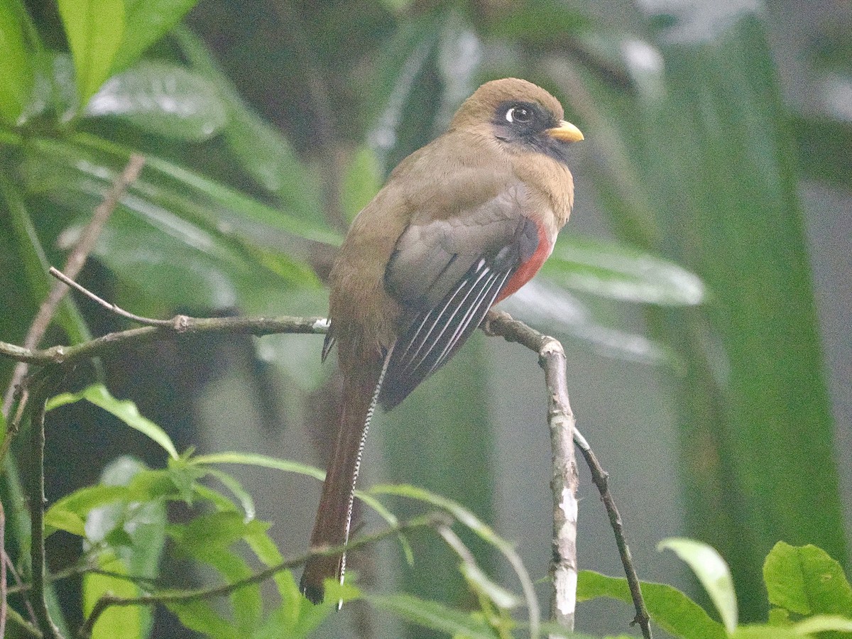 Masked Trogon - ML644215704