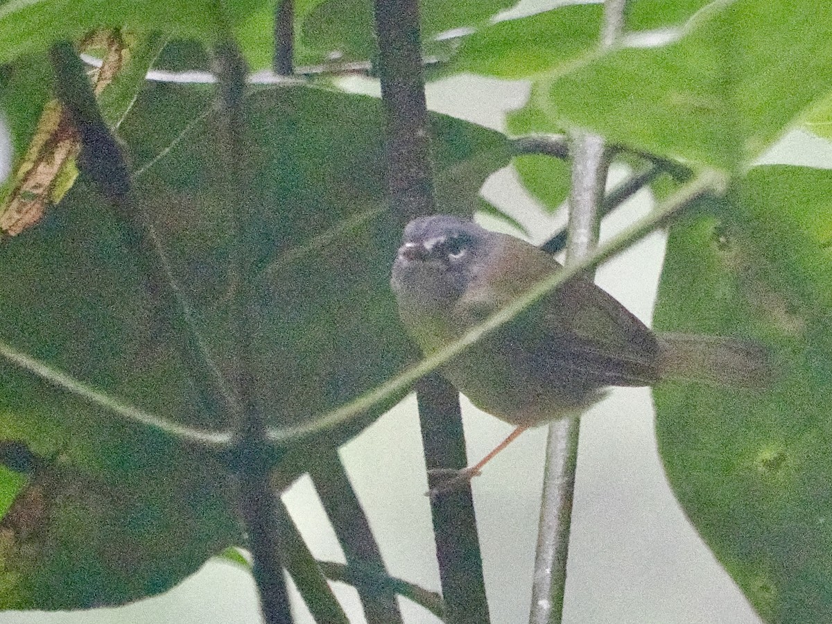 White-lored Warbler - ML644215712