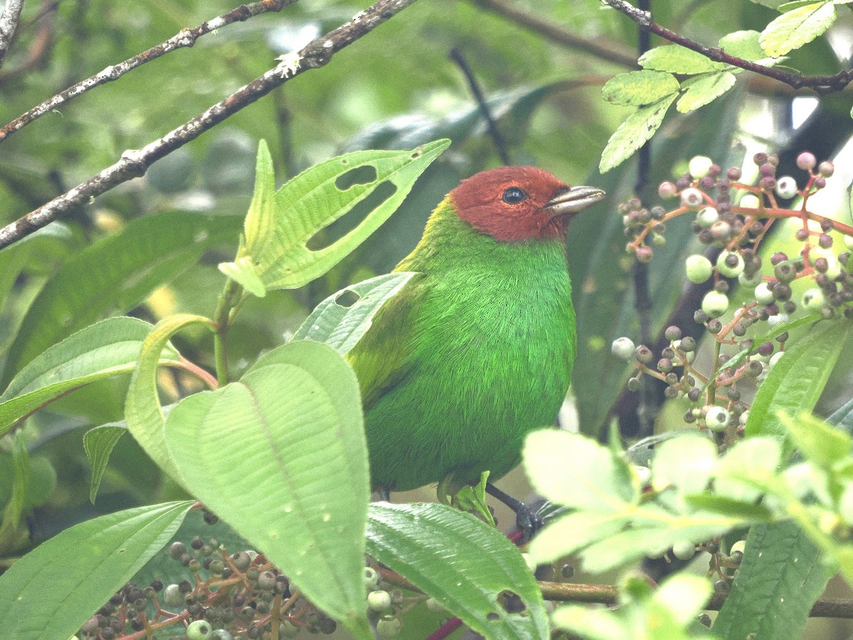 Bay-headed Tanager (Bay-and-green) - ML644215721