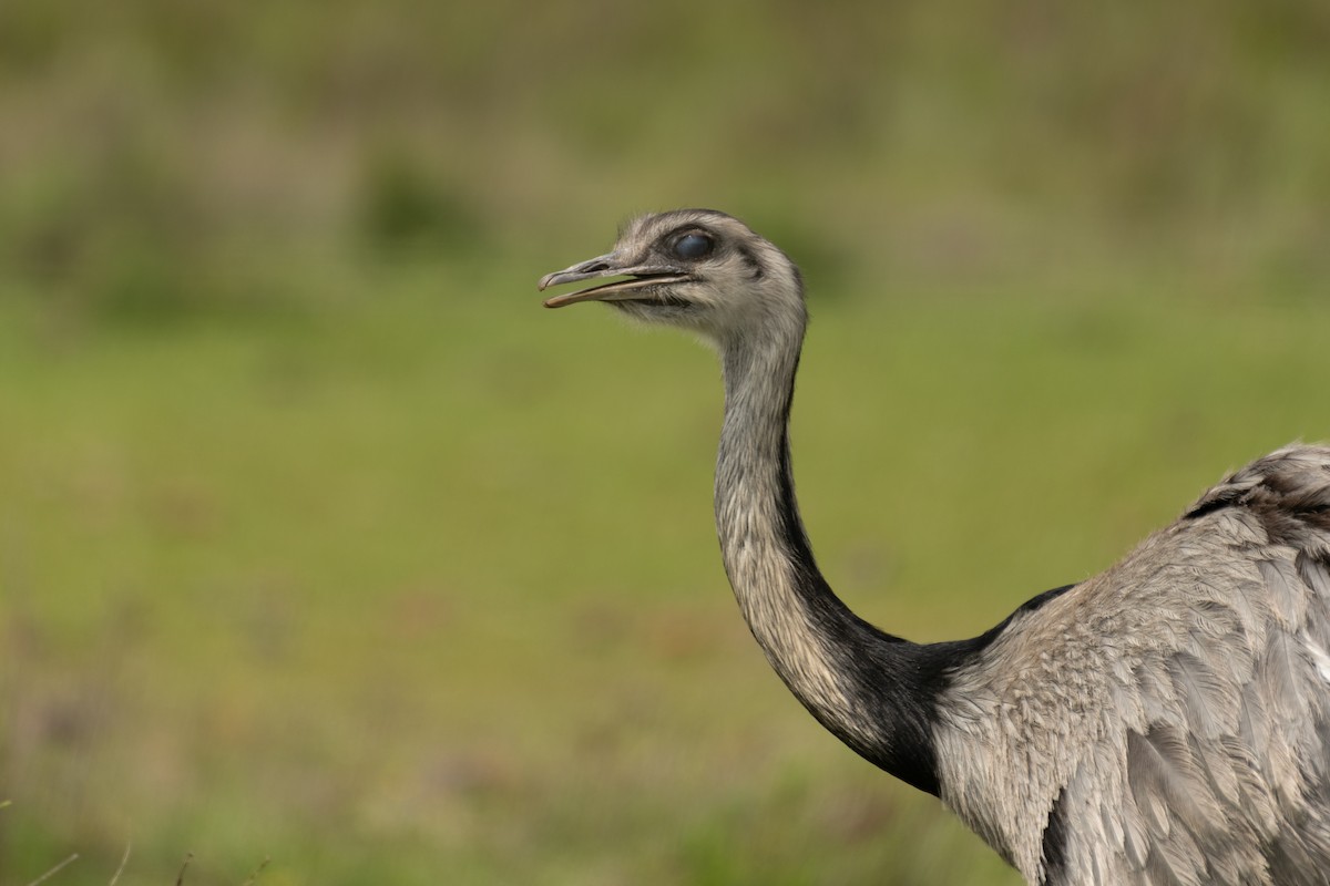Greater Rhea - ML644215742
