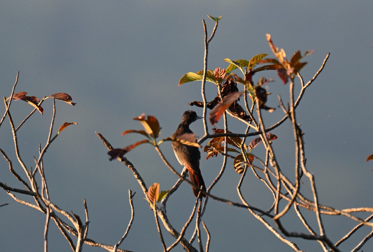 Maroon Oriole - ML644215752