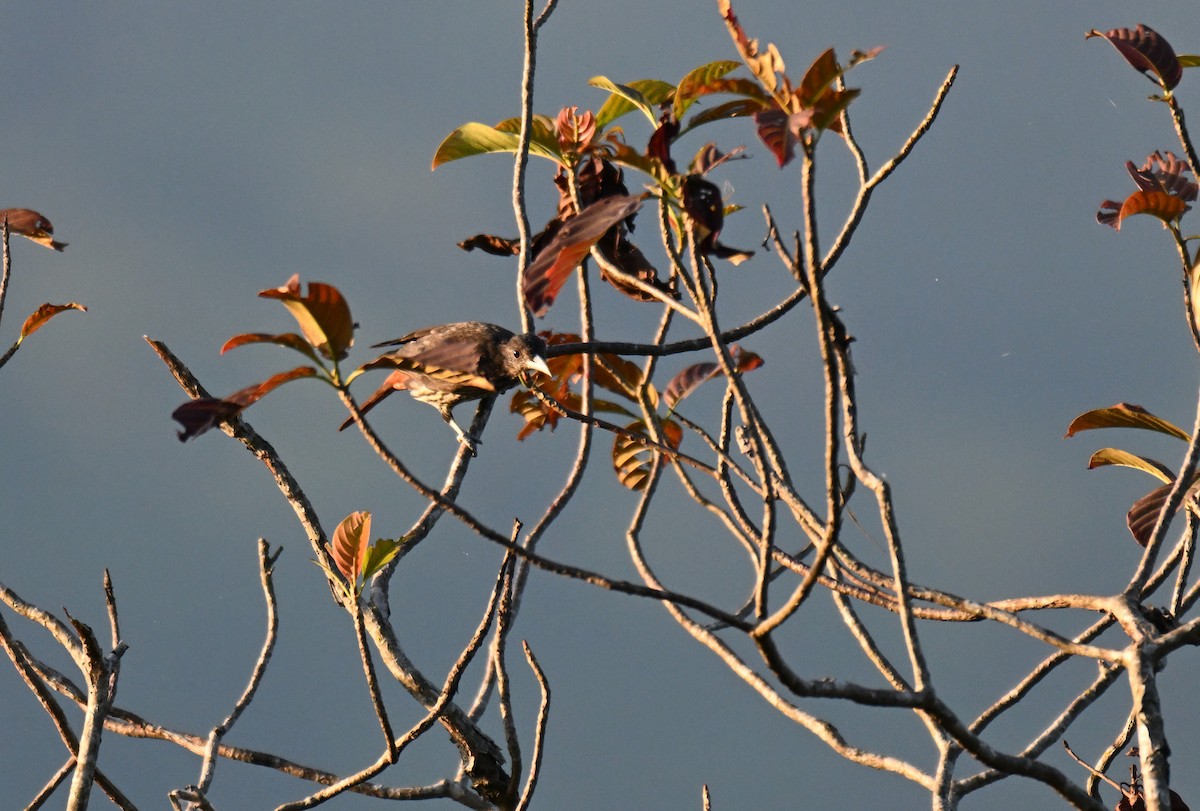 Maroon Oriole - ML644215753