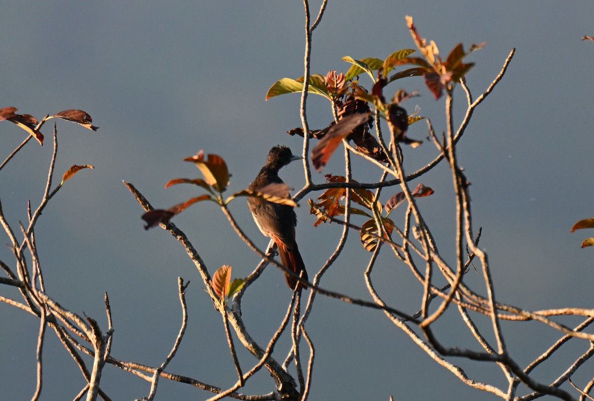 Maroon Oriole - ML644215754