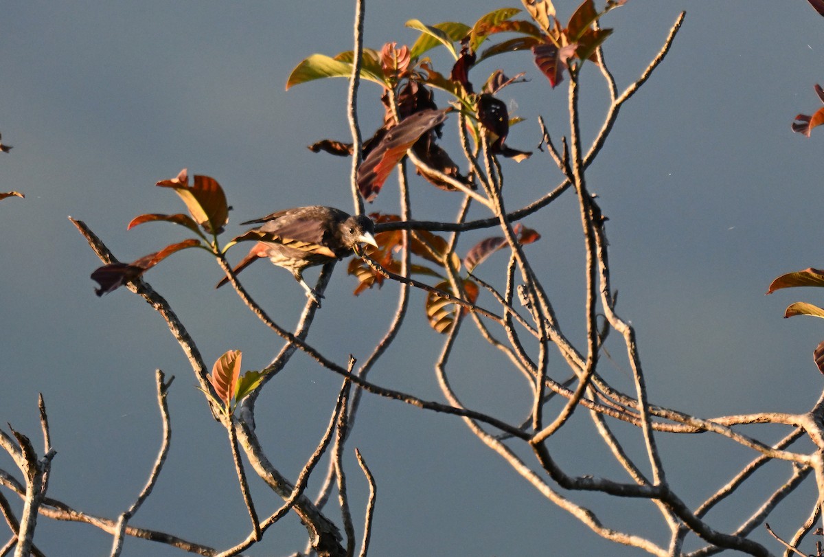 Maroon Oriole - ML644215755