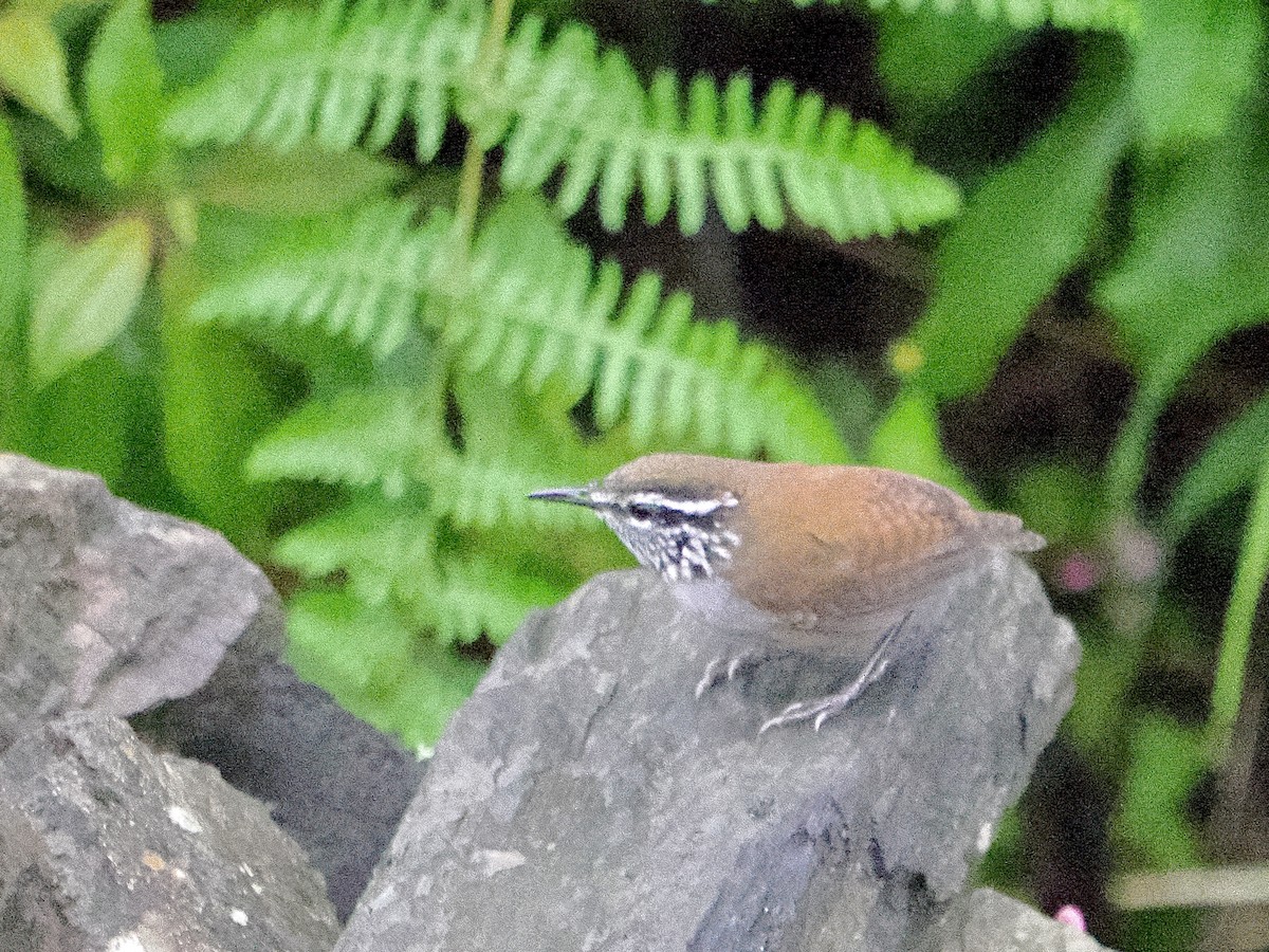 Gray-breasted Wood-Wren (bangsi) - ML644215763
