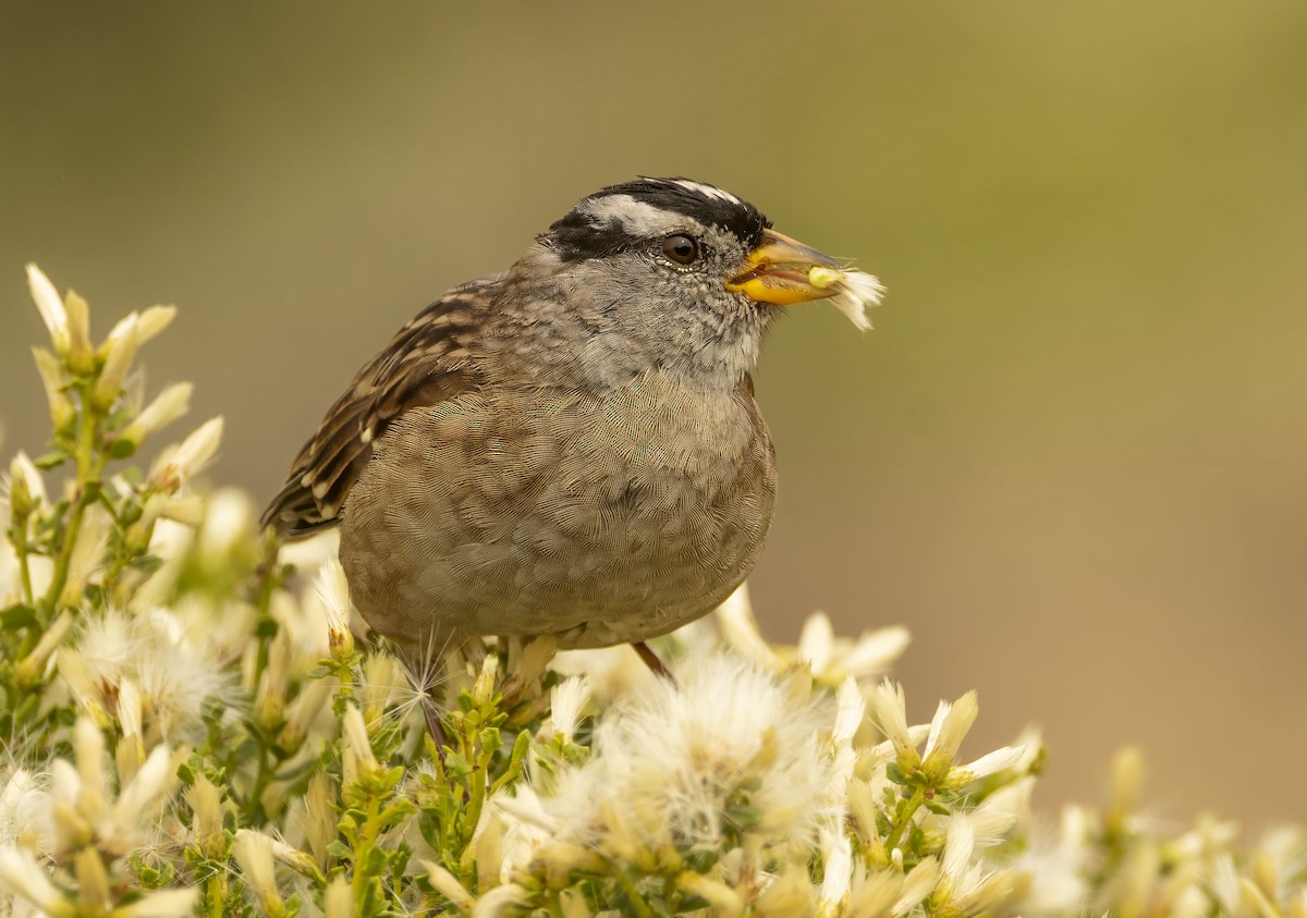 White-crowned Sparrow - ML644215770