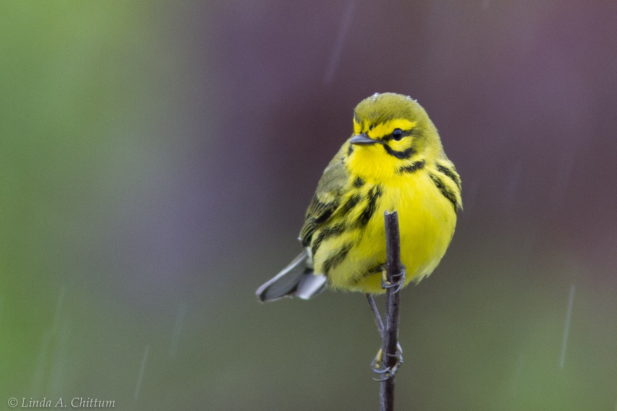 Prairie Warbler - ML644215774