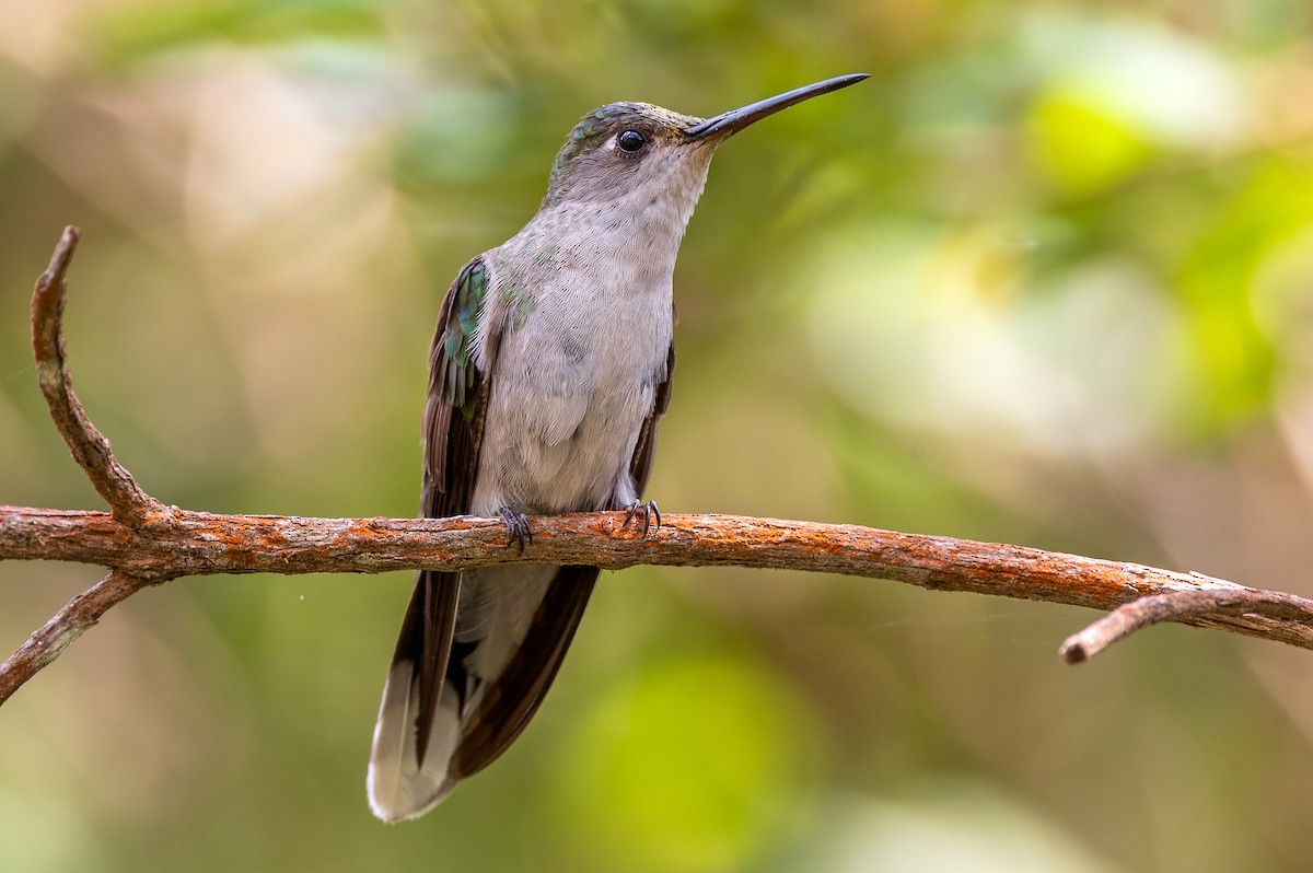 Diamantina Sabrewing - ML644215792