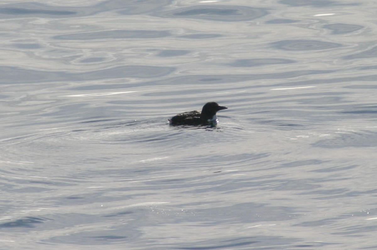 Толстоклювая кайра - ML644215800