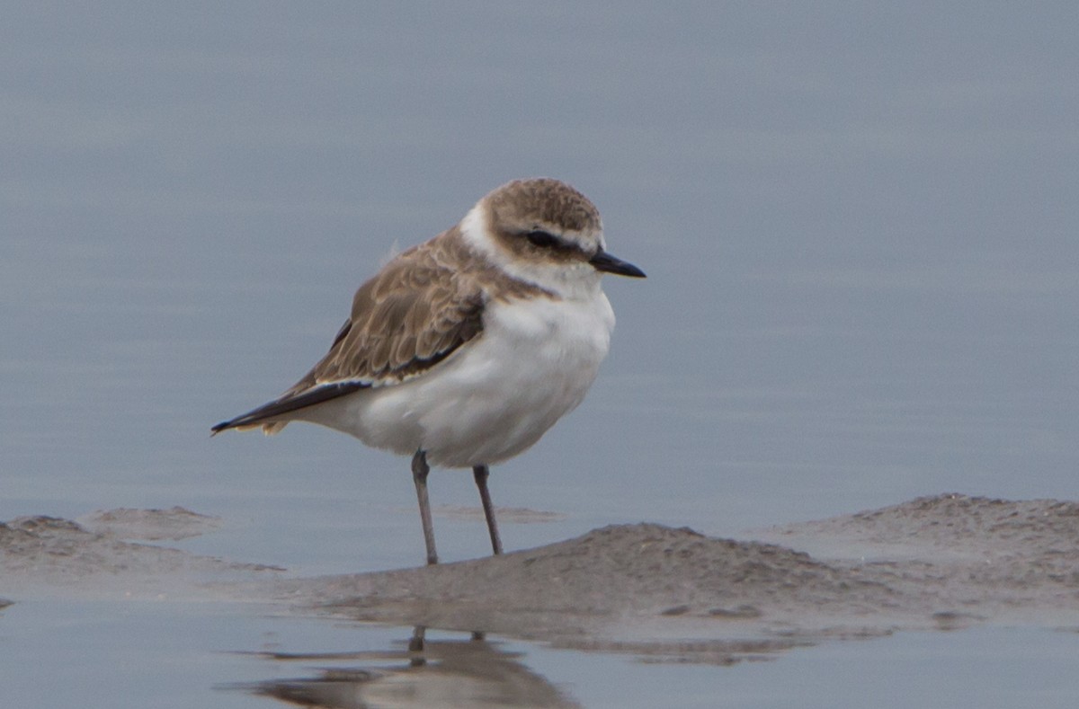 メダイチドリ／チベットメダイチドリ - ML644215828