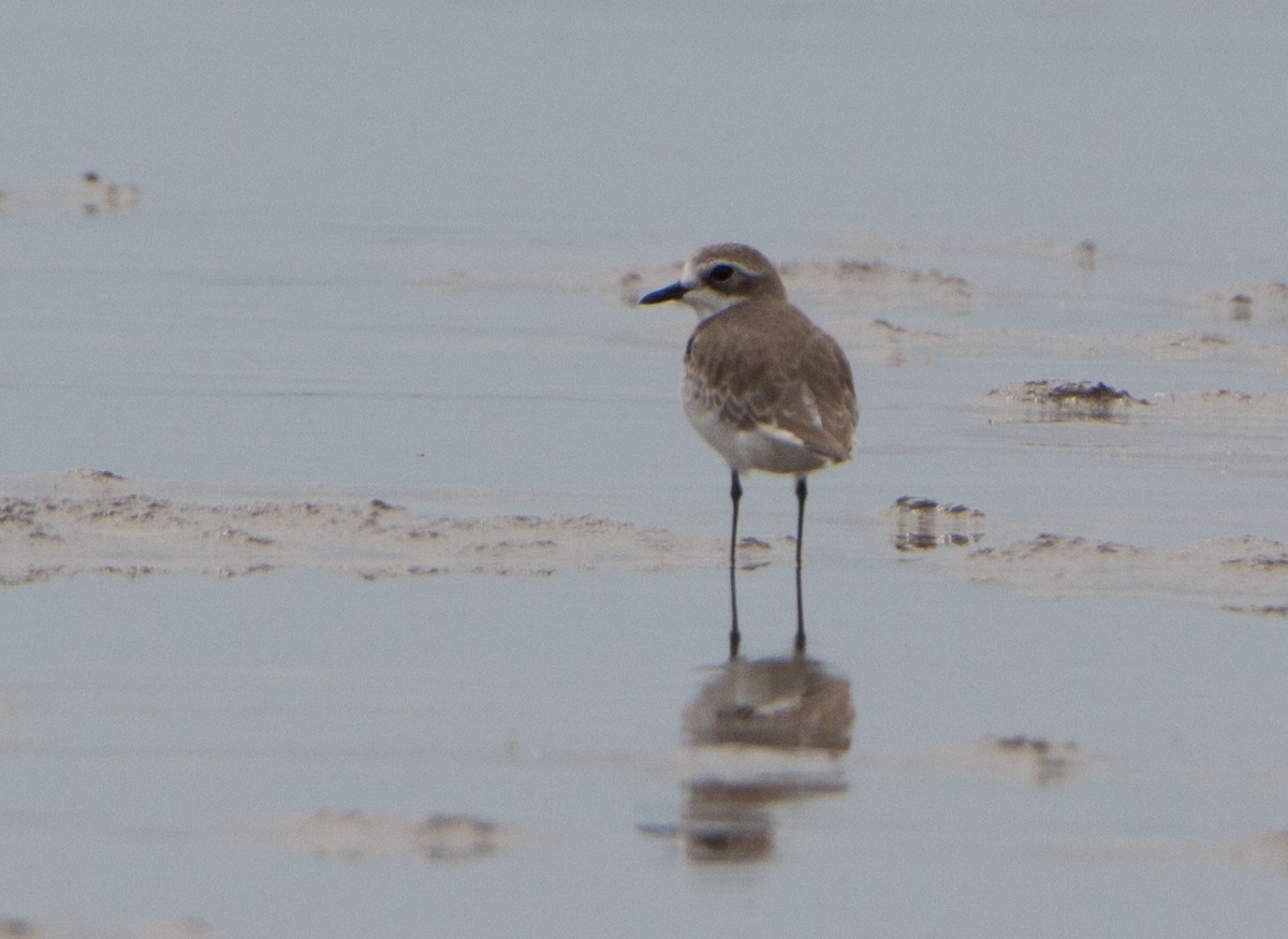 メダイチドリ／チベットメダイチドリ - ML644215829