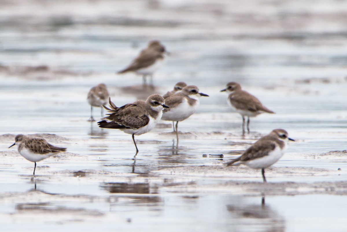 メダイチドリ／チベットメダイチドリ - ML644215831