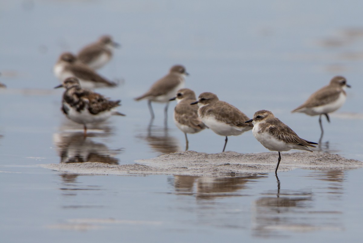 メダイチドリ／チベットメダイチドリ - ML644215832